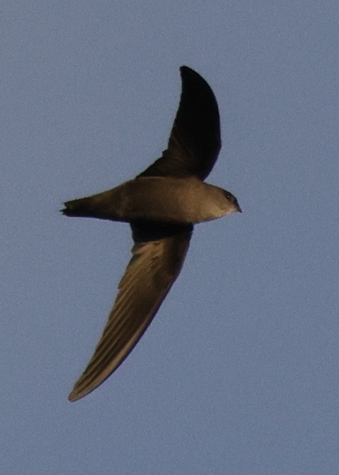Chimney Swift - ML646452140