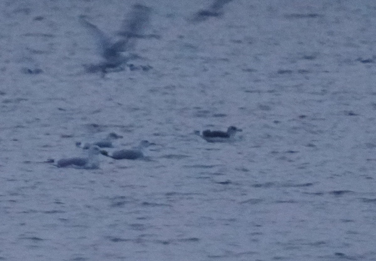 Клуша - ML646452142