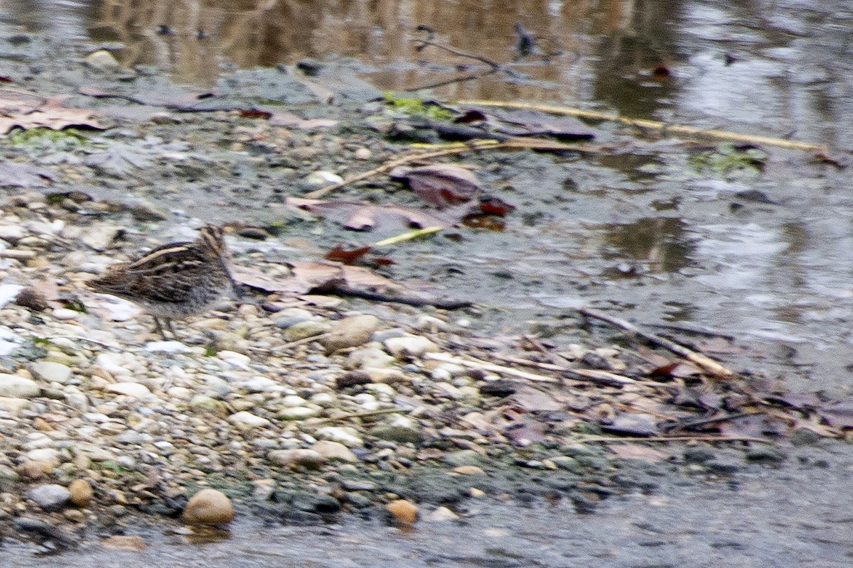 Wilson's Snipe - ML646452145