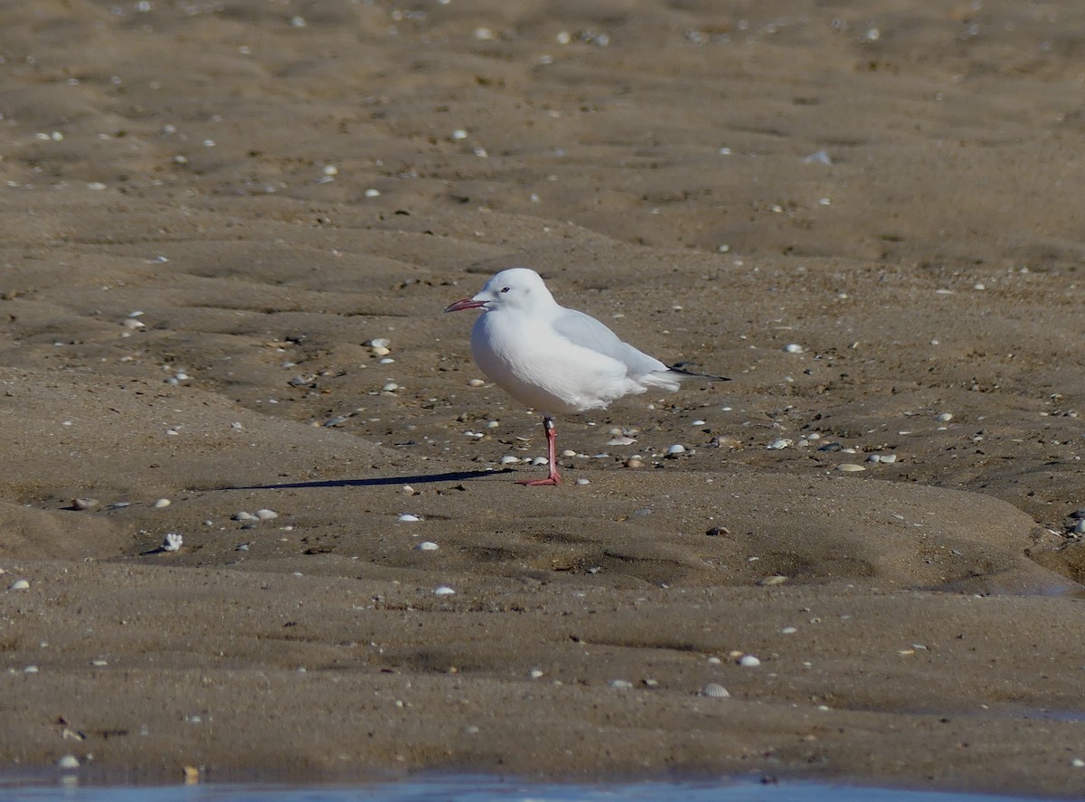 Slender-billed Gull - ML646452146