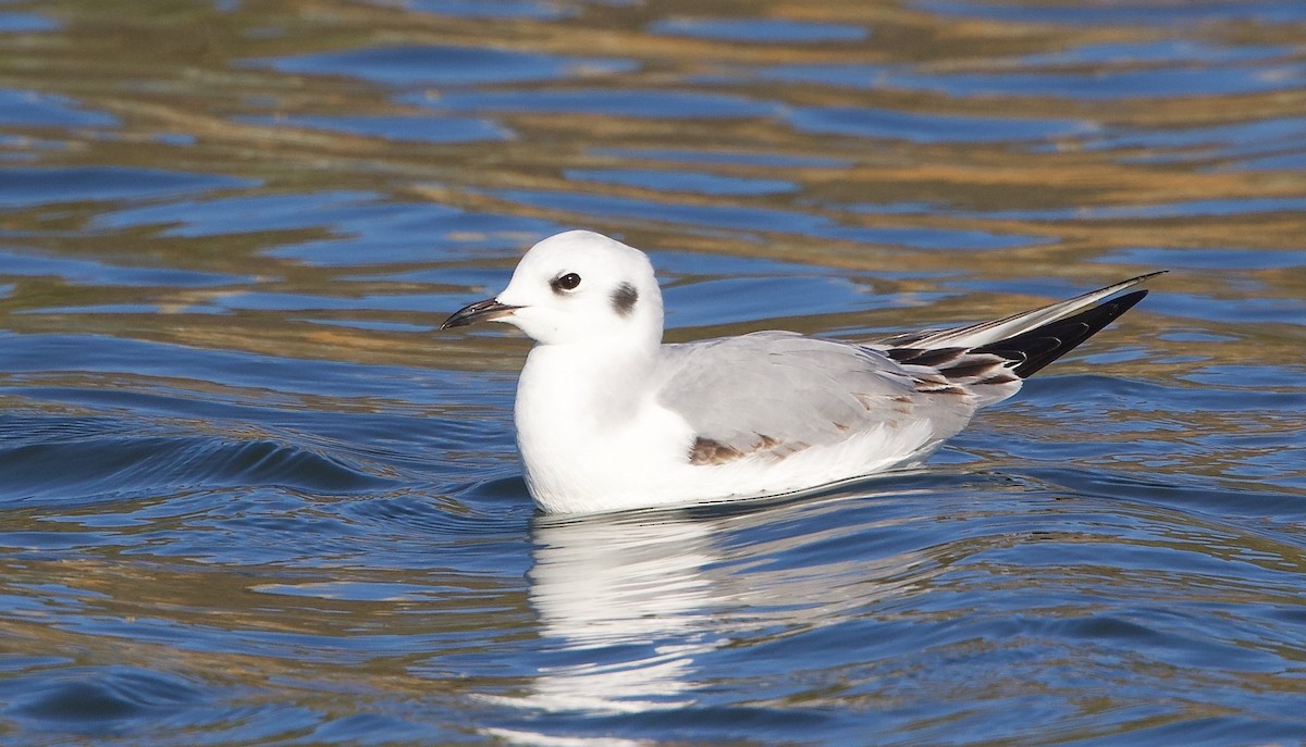 Bonaparte's Gull - ML646452150