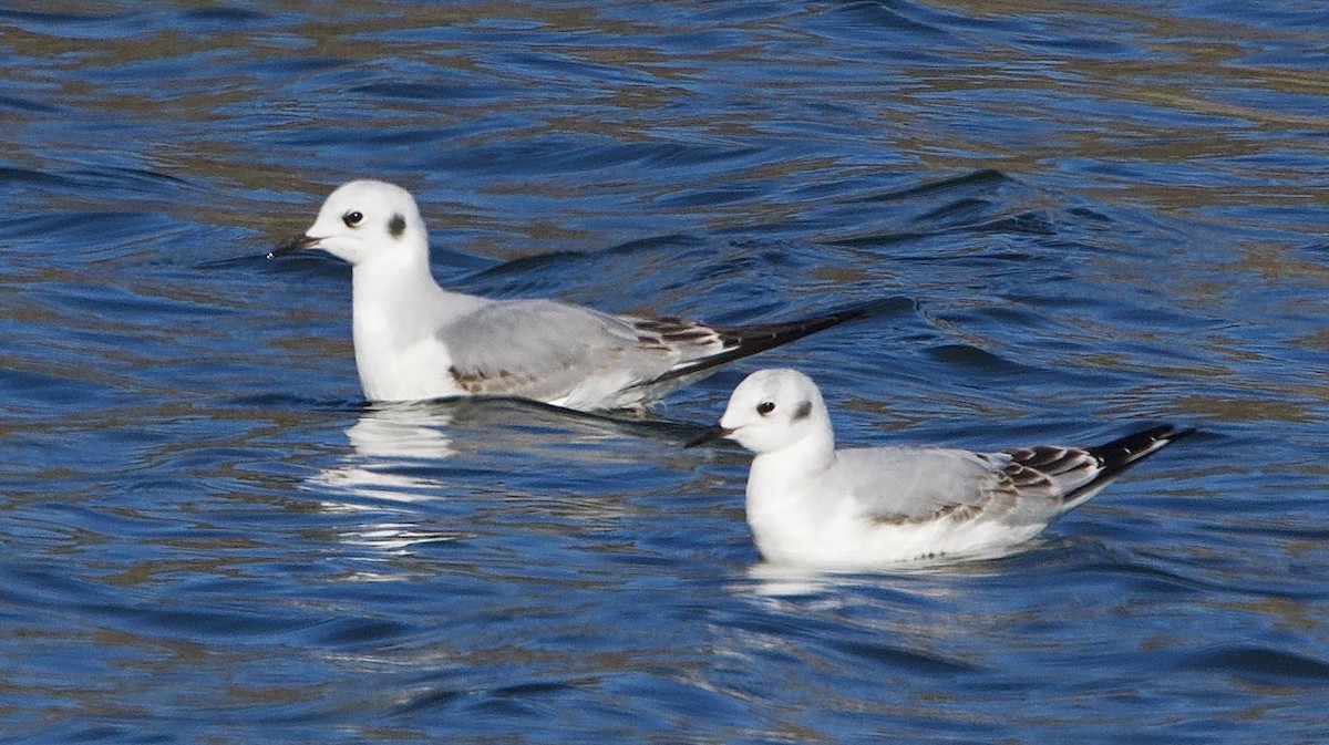 Bonaparte's Gull - ML646452152