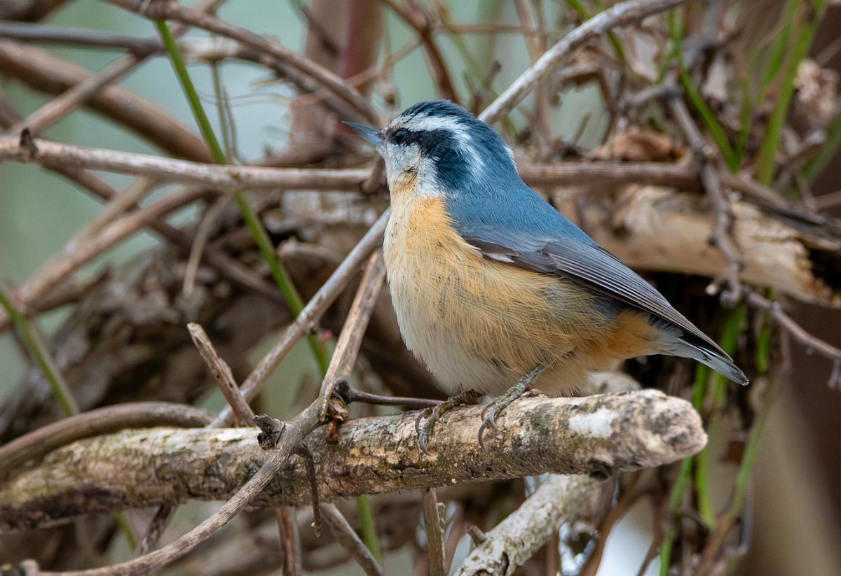 brhlík americký - ML646452156