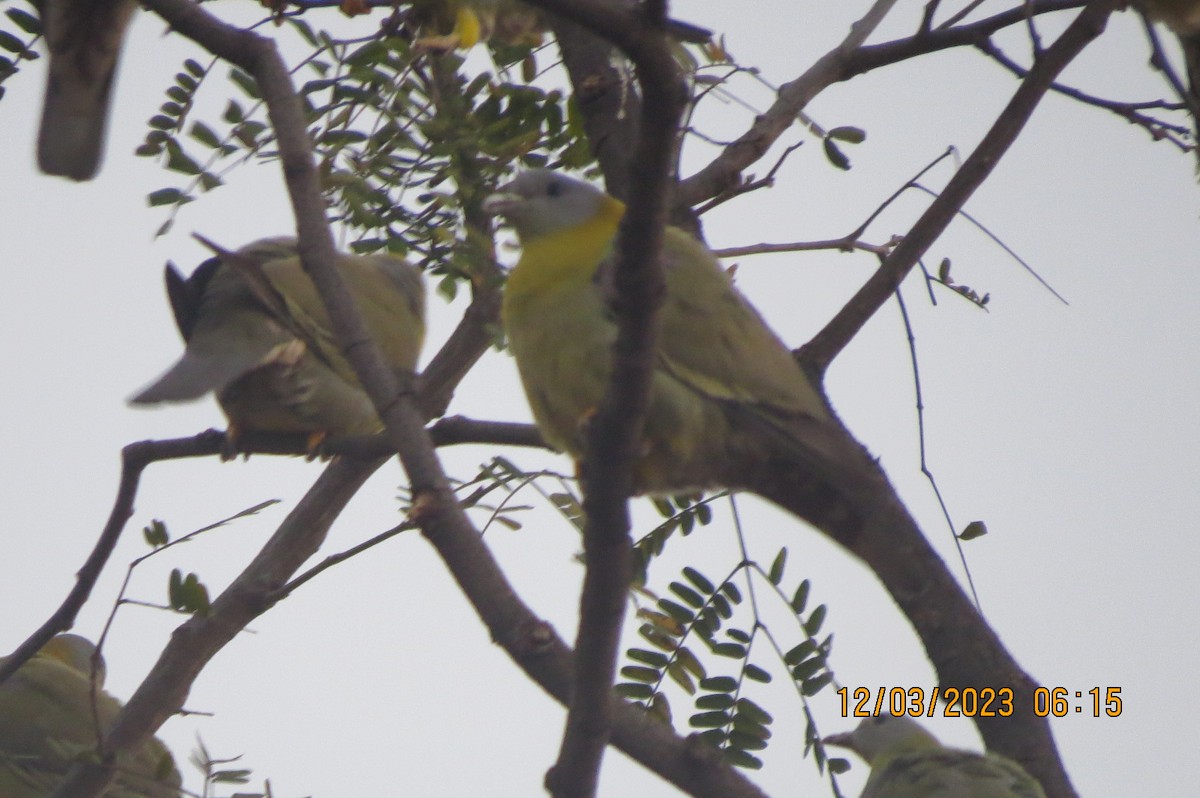 Yellow-footed Green-Pigeon - ML646452157