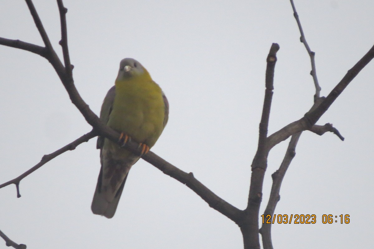 Yellow-footed Green-Pigeon - ML646452158