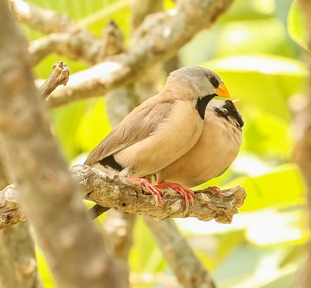 Діамантник довгохвостий - ML646452168