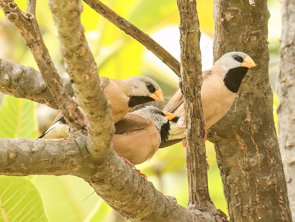 Діамантник довгохвостий - ML646452169