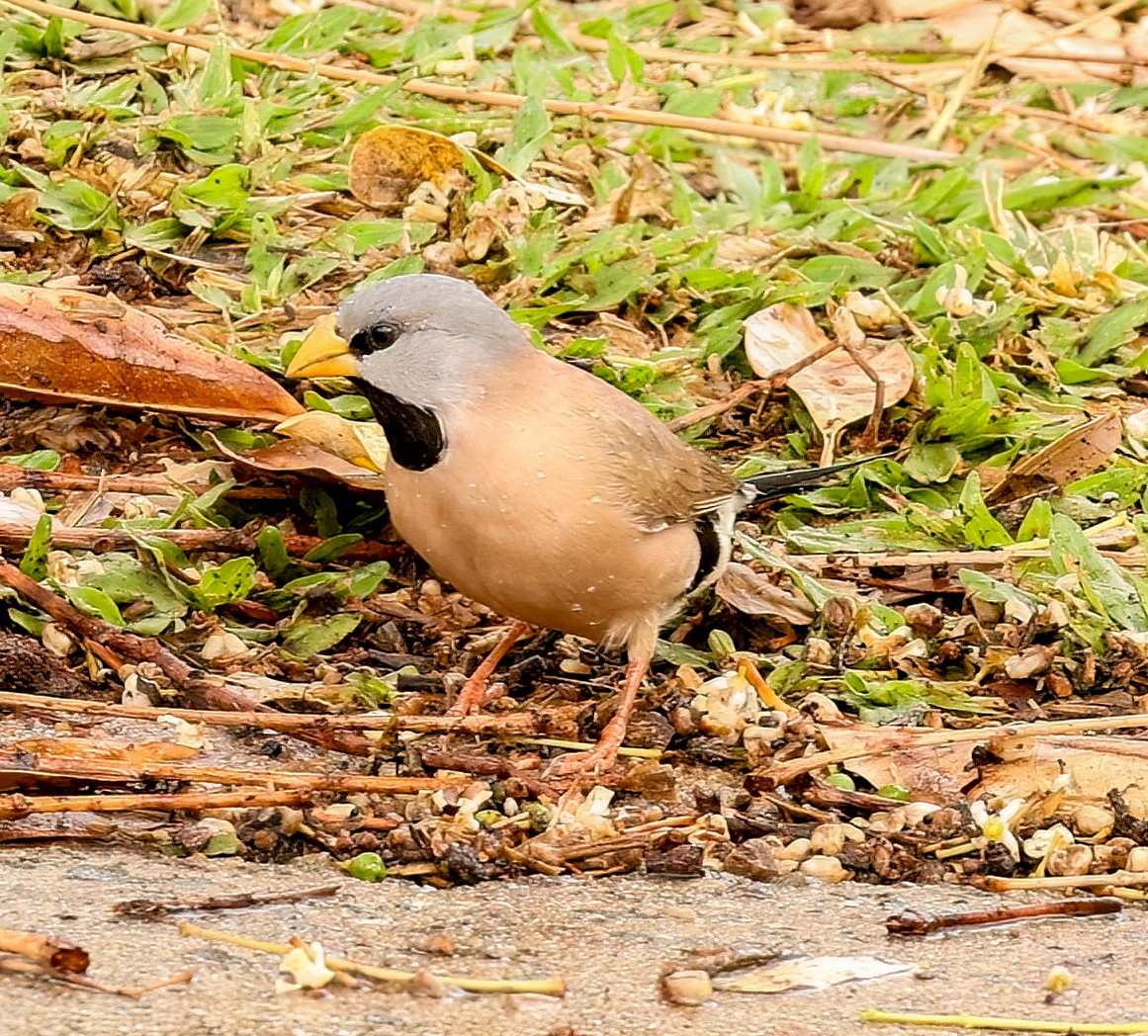 Діамантник довгохвостий - ML646452170