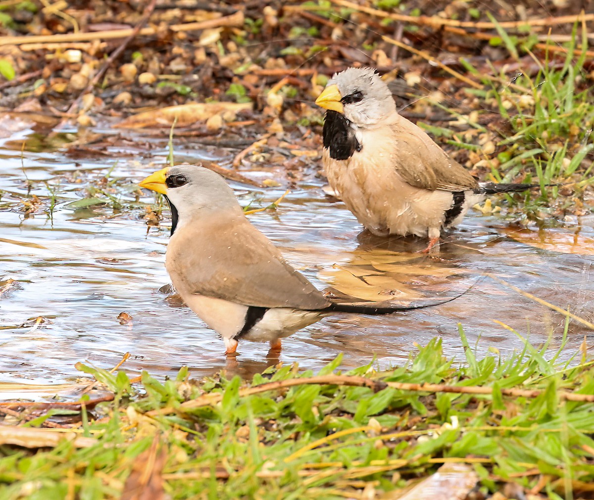 Діамантник довгохвостий - ML646452171
