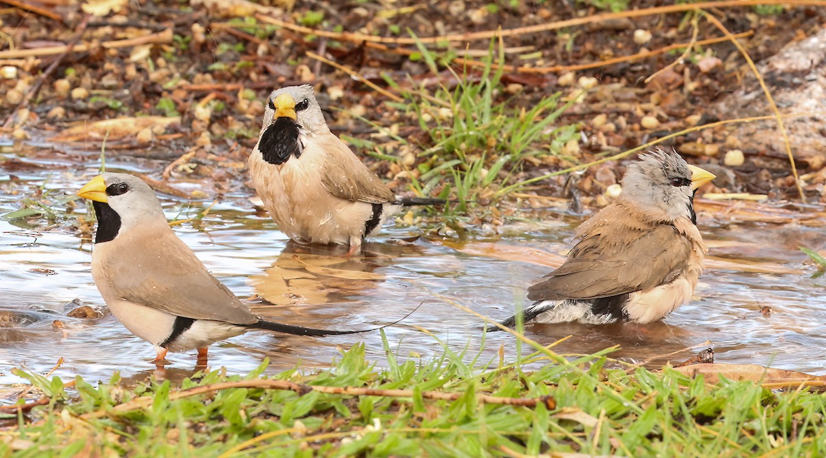 Діамантник довгохвостий - ML646452172