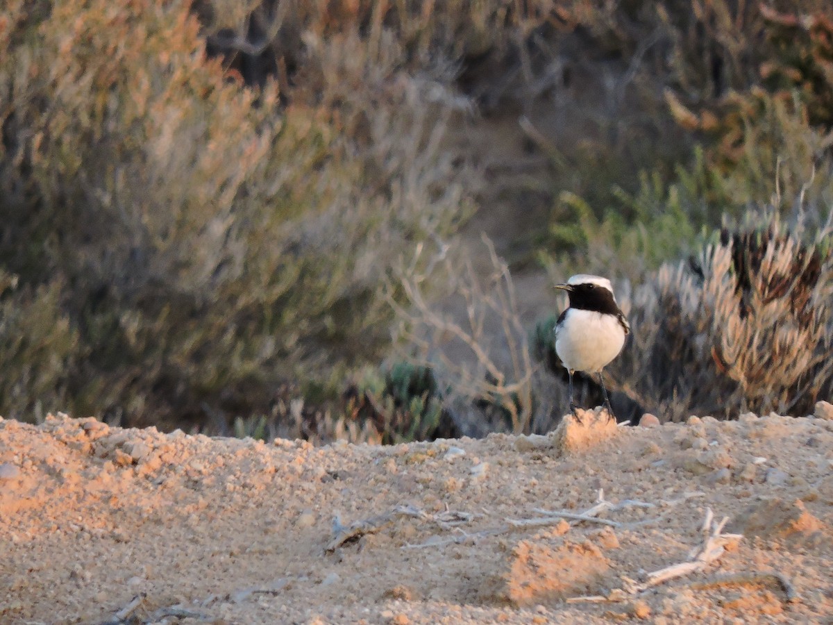 Red-rumped Wheatear - ML646452173