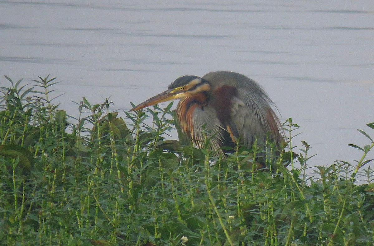 Purple Heron - ML646452174