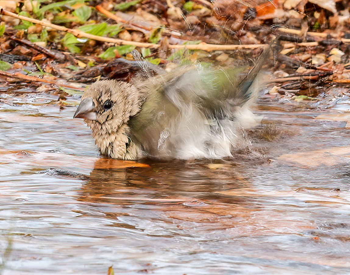 Gouldamadine - ML646452177