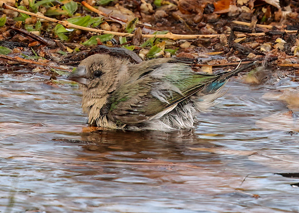 Gouldamadine - ML646452178