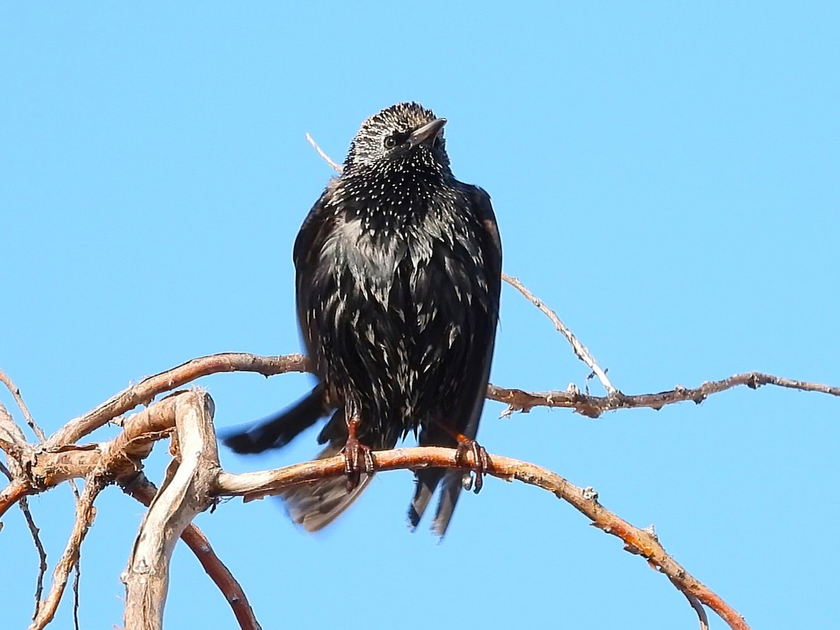 Storno - ML646452179