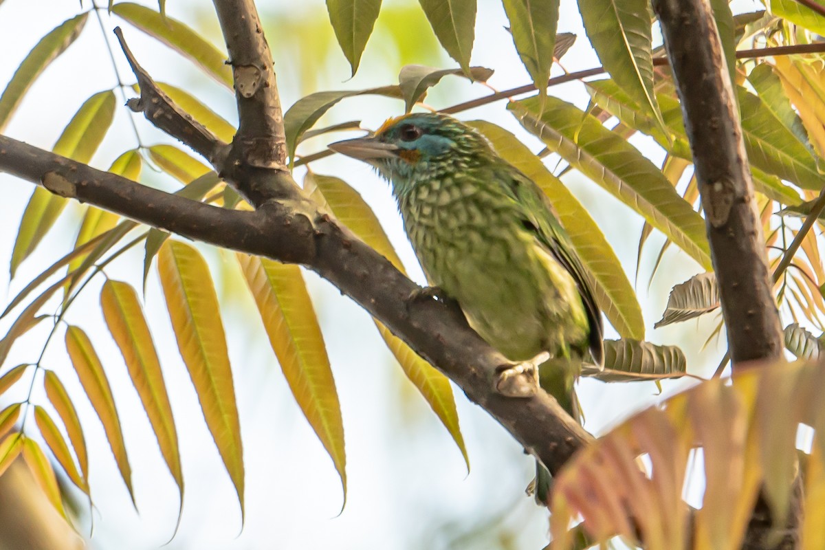 Yellow-fronted Barbet - ML646452184