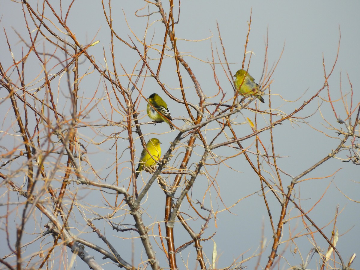 Lesser Goldfinch - ML646452187
