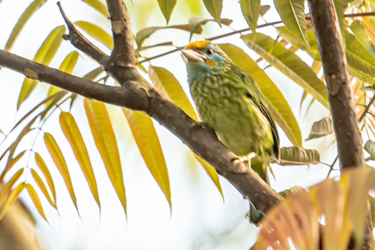 Yellow-fronted Barbet - ML646452188