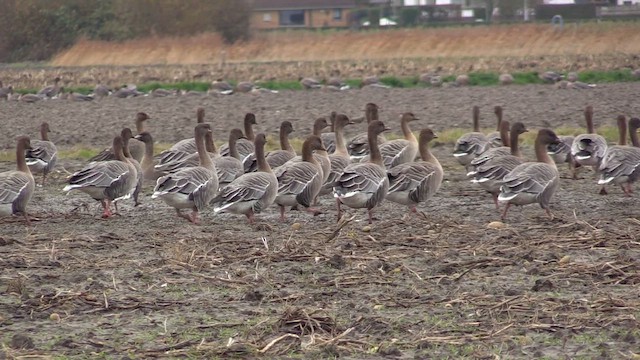 Küçük Tarla Kazı - ML646452189