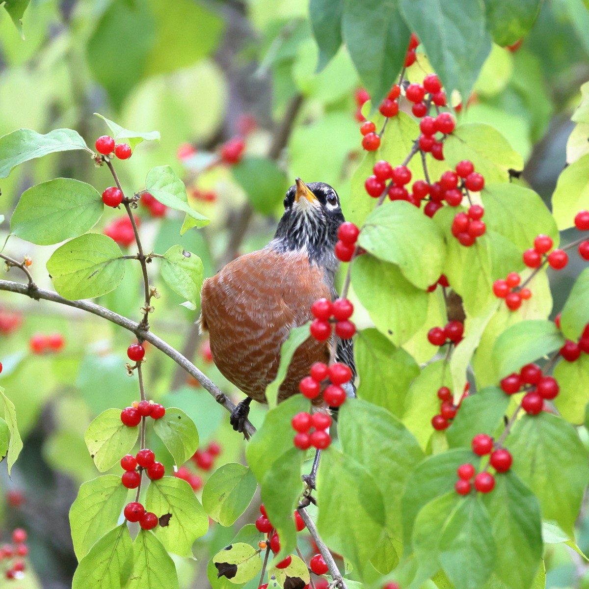 American Robin - ML646452191