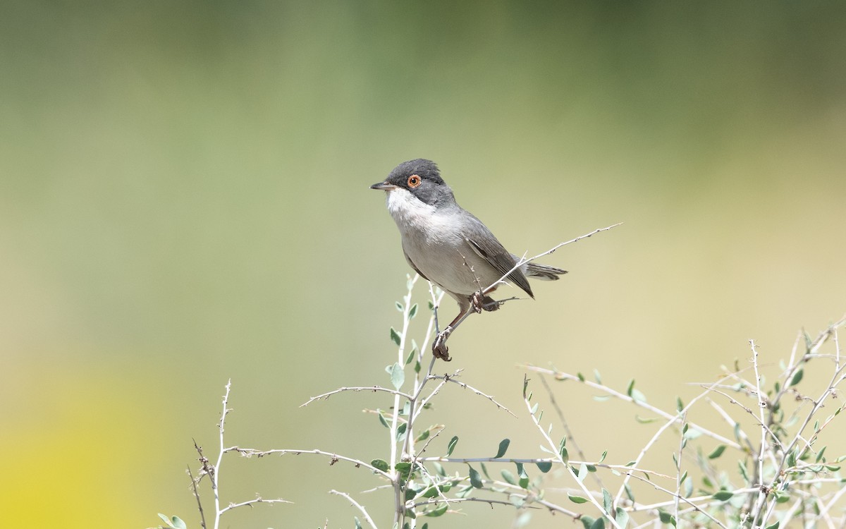 Curruca de Ménétries - ML646452197