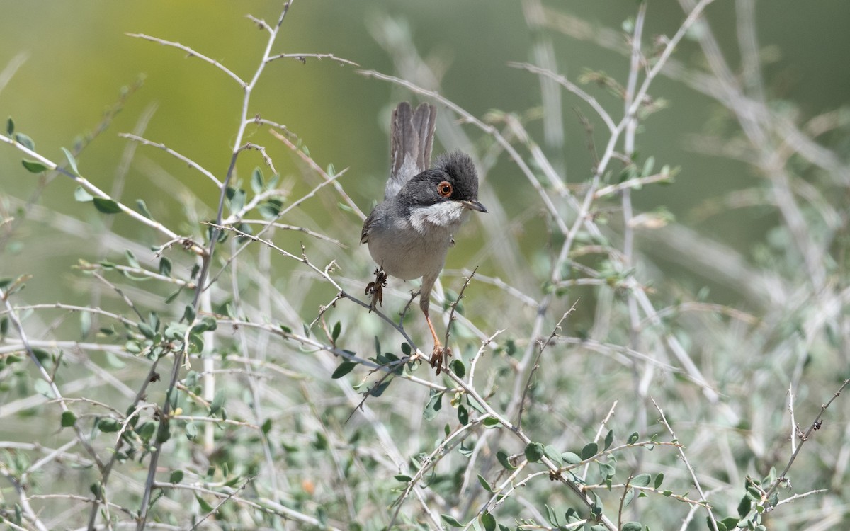 Curruca de Ménétries - ML646452199