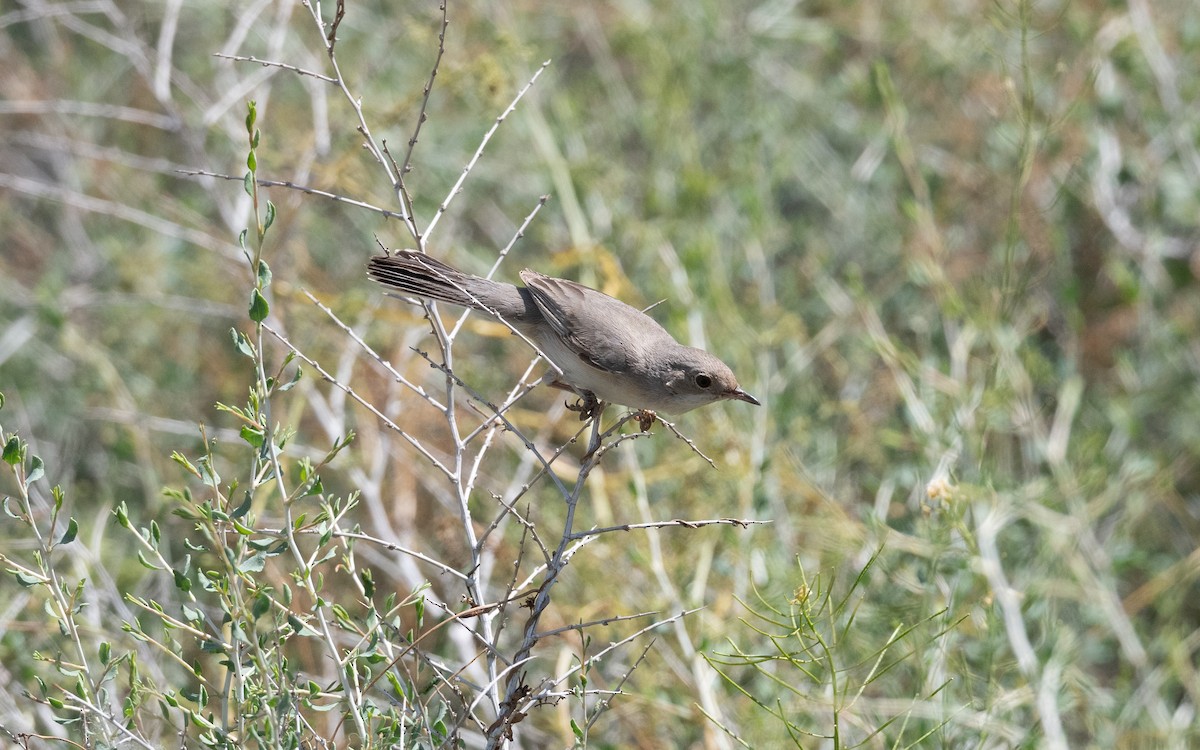 Curruca de Ménétries - ML646452200