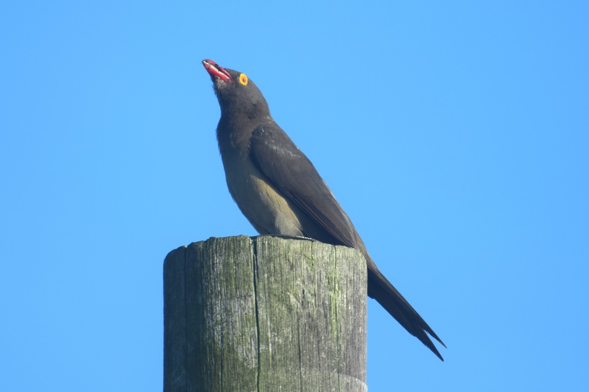 Red-billed Oxpecker - ML646452201
