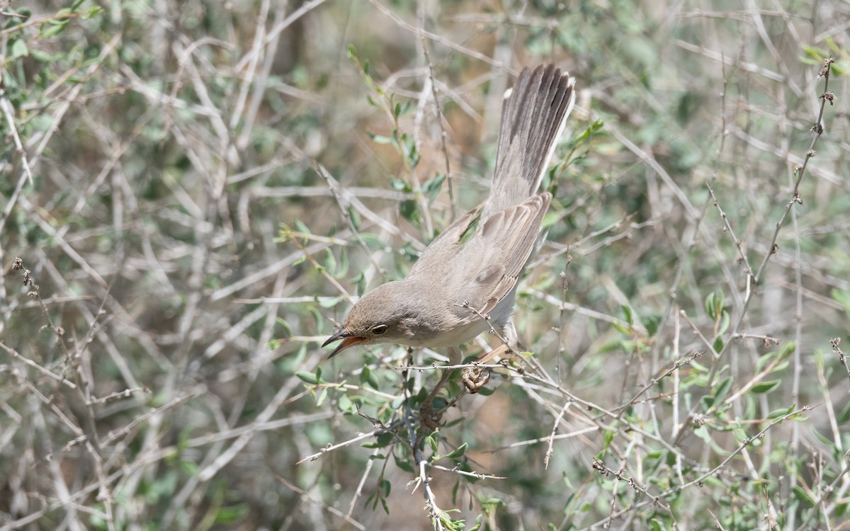 Curruca de Ménétries - ML646452202
