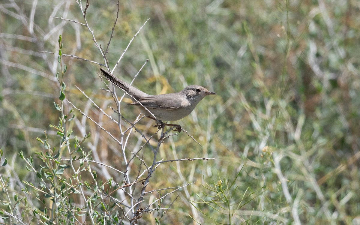 Curruca de Ménétries - ML646452203