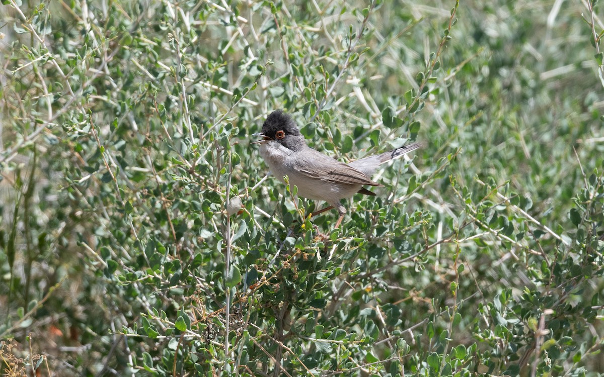 Curruca de Ménétries - ML646452204