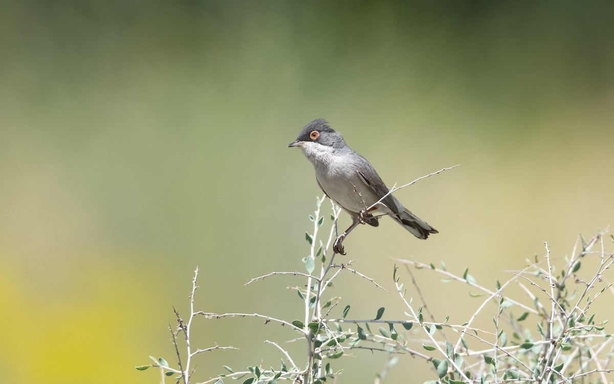Curruca de Ménétries - ML646452205