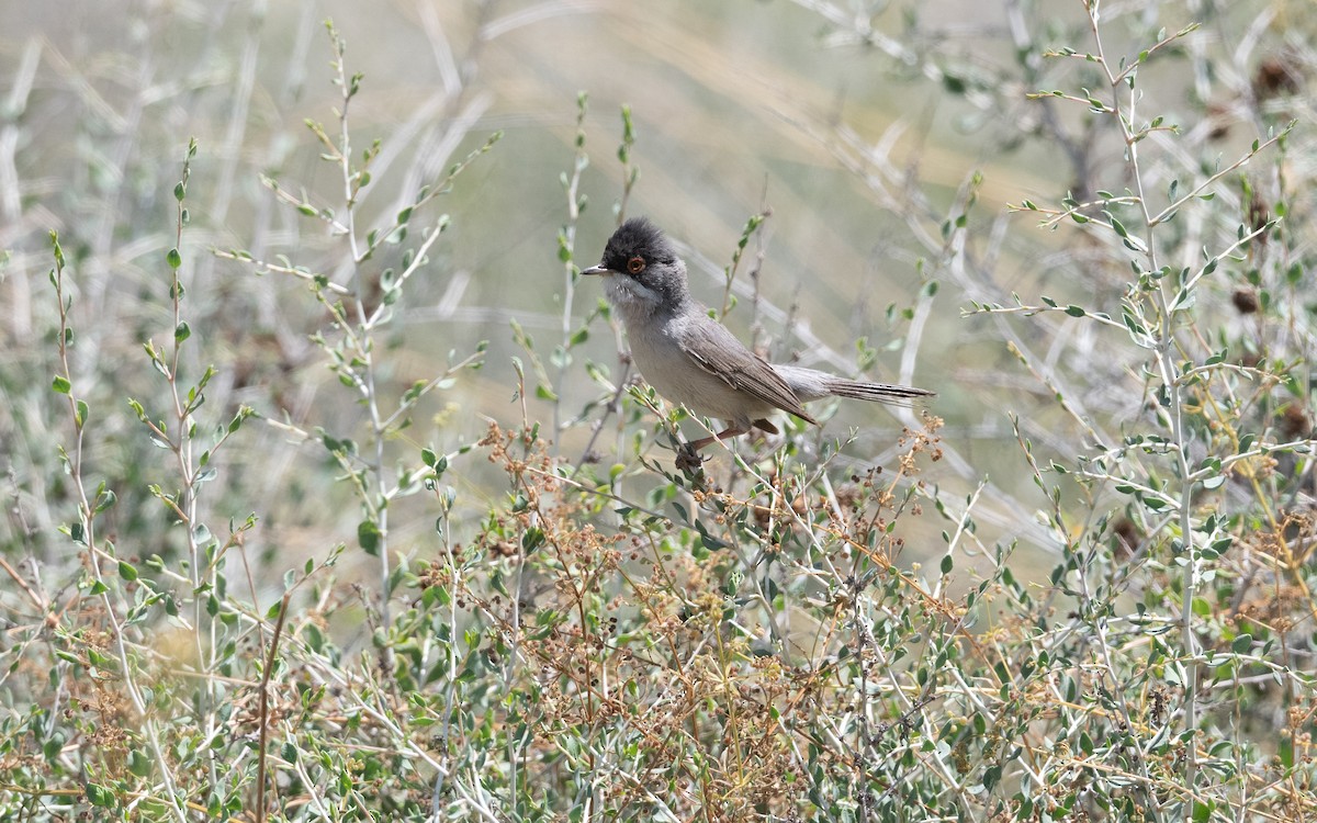 Curruca de Ménétries - ML646452206