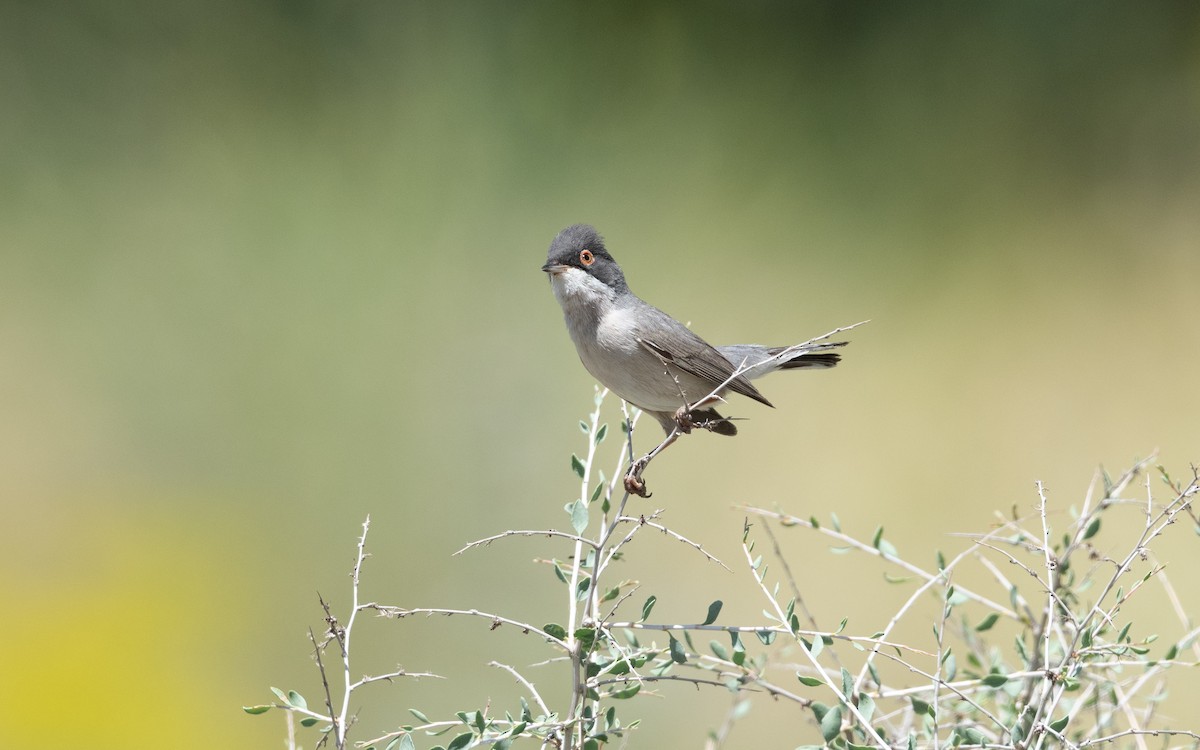 Curruca de Ménétries - ML646452207