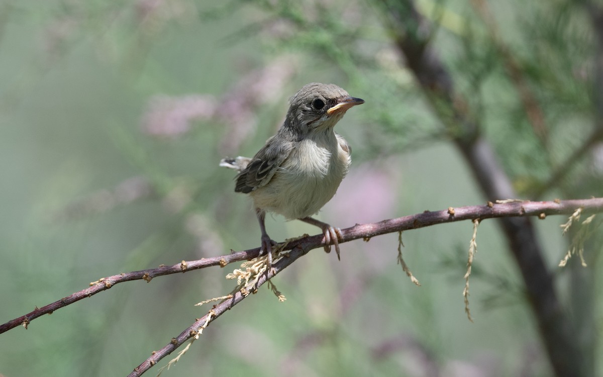 Curruca de Ménétries - ML646452208
