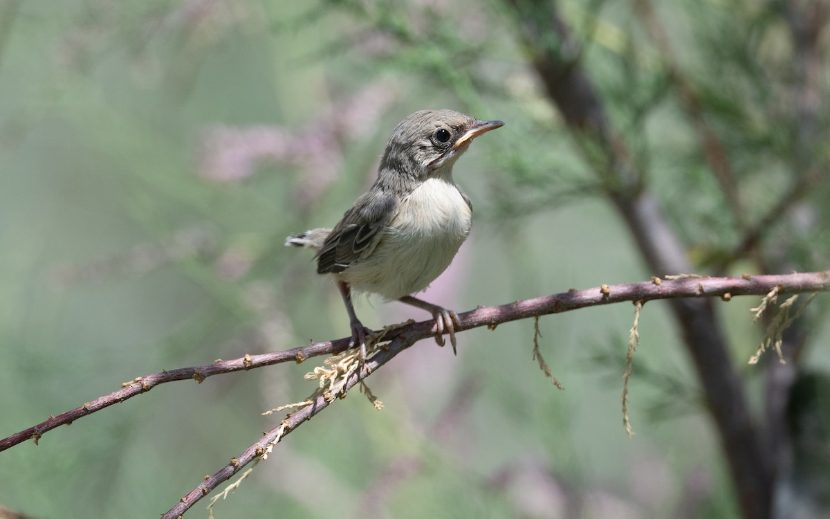 Curruca de Ménétries - ML646452209