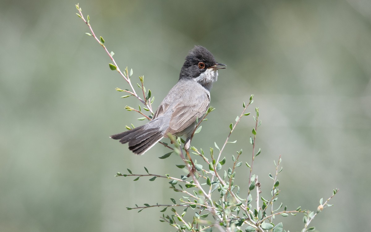 Curruca de Ménétries - ML646452210
