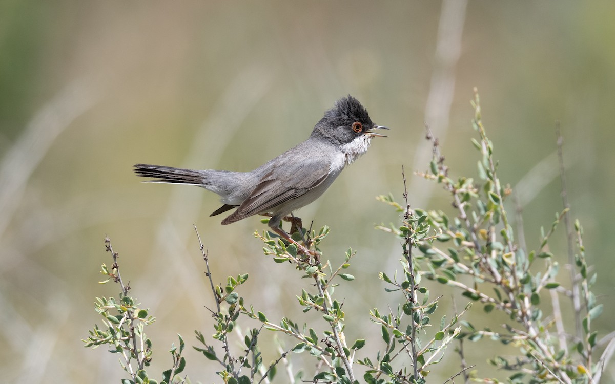 Curruca de Ménétries - ML646452211