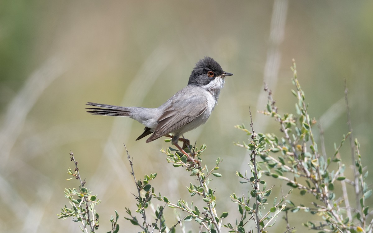 Curruca de Ménétries - ML646452212