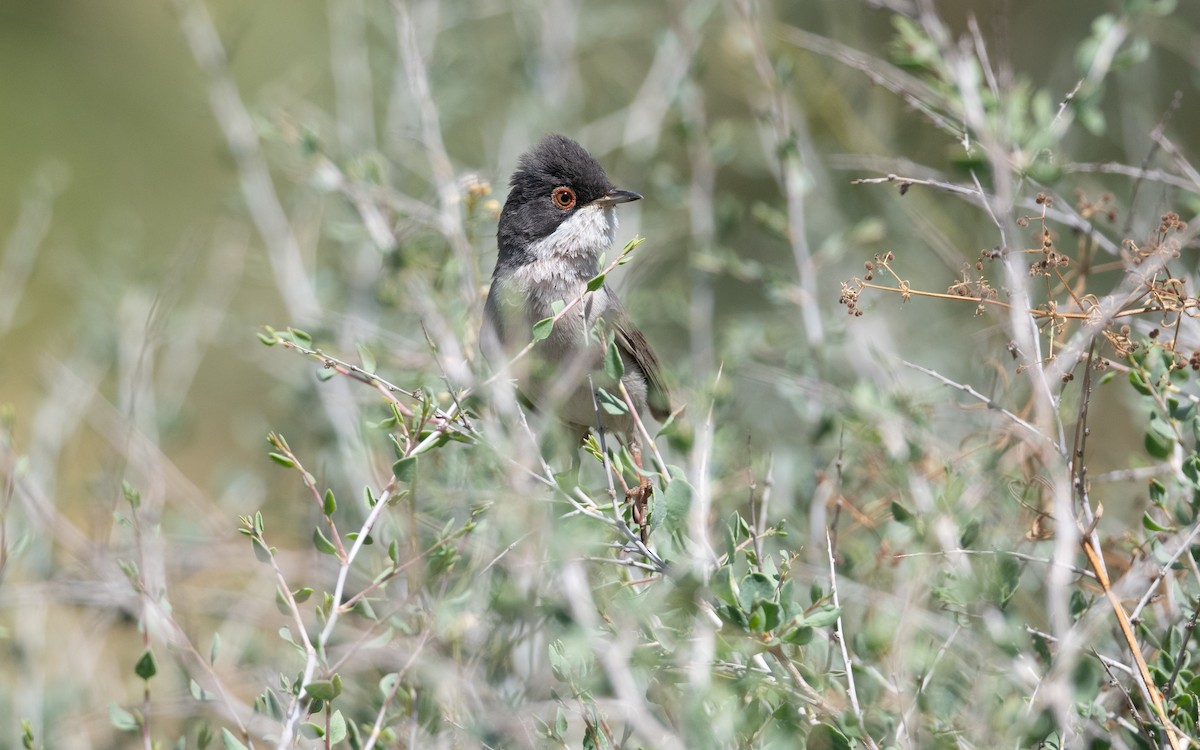 Curruca de Ménétries - ML646452213