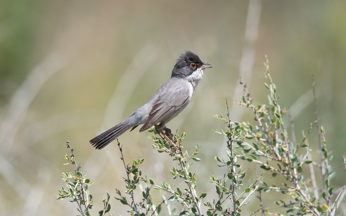 Curruca de Ménétries - ML646452214