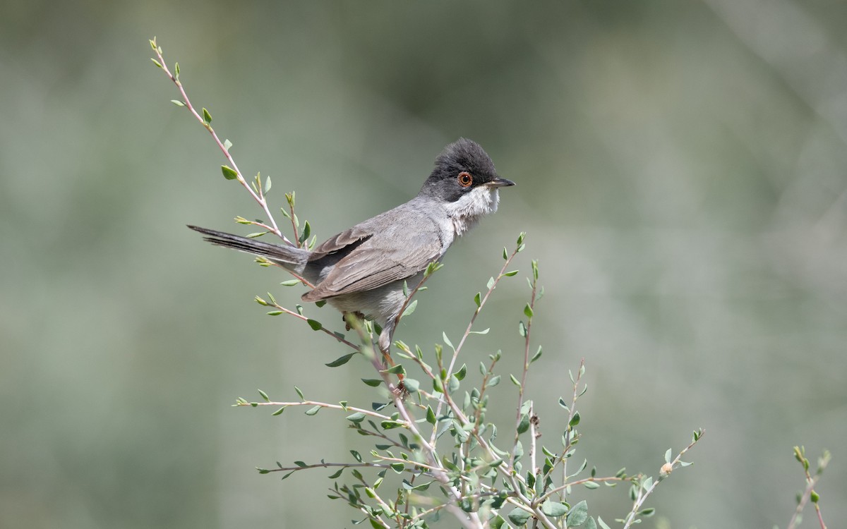 Curruca de Ménétries - ML646452215