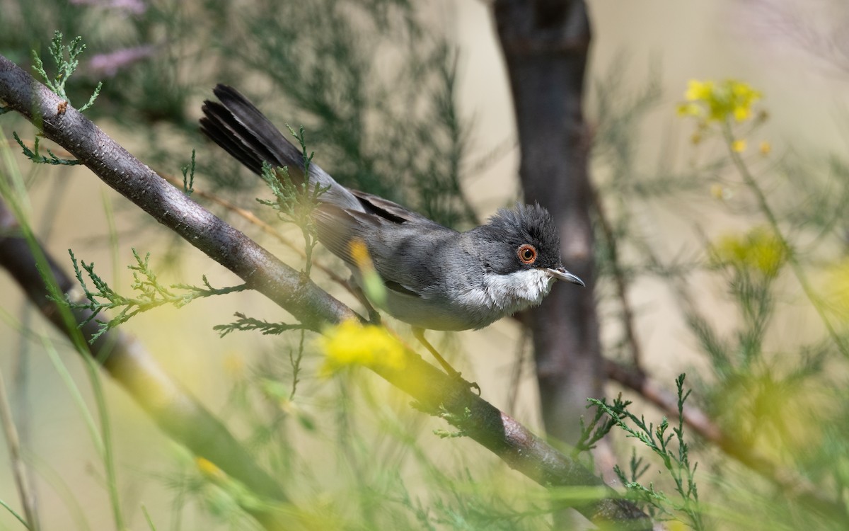 Curruca de Ménétries - ML646452217