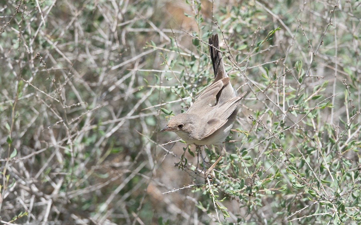 Curruca de Ménétries - ML646452218