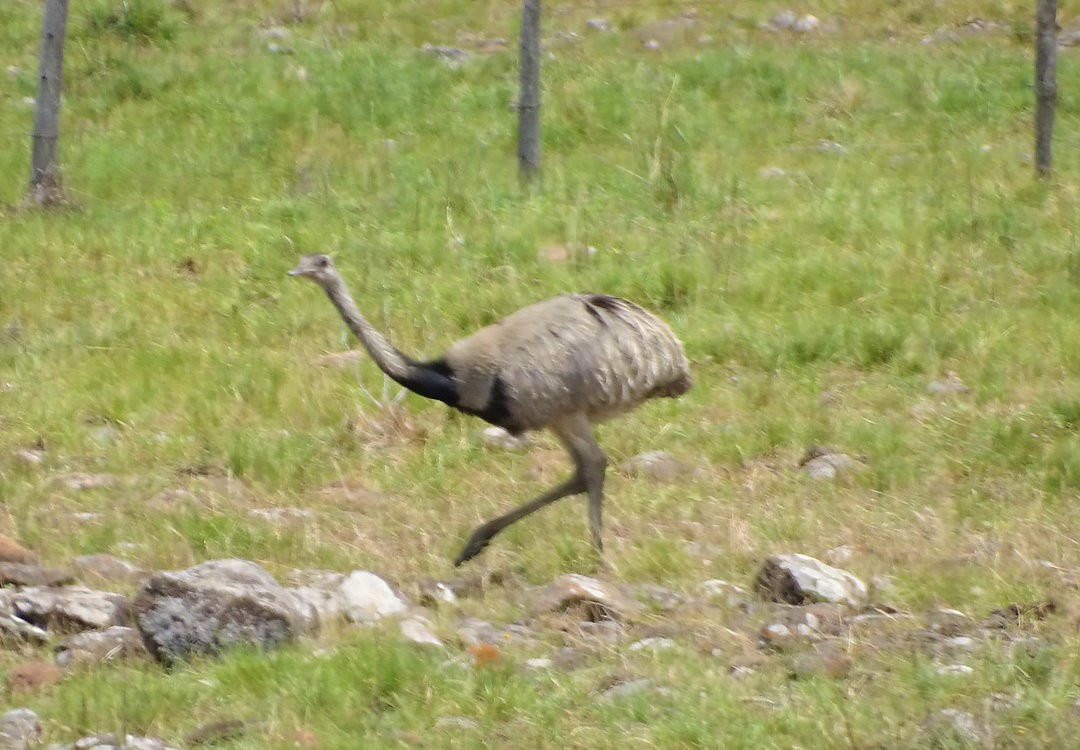 Ñandu nagusia - ML646452223