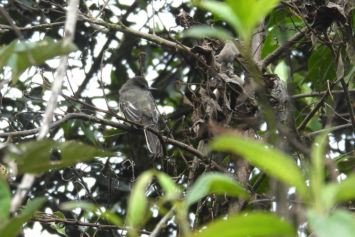 Pale-edged Flycatcher - ML646452229