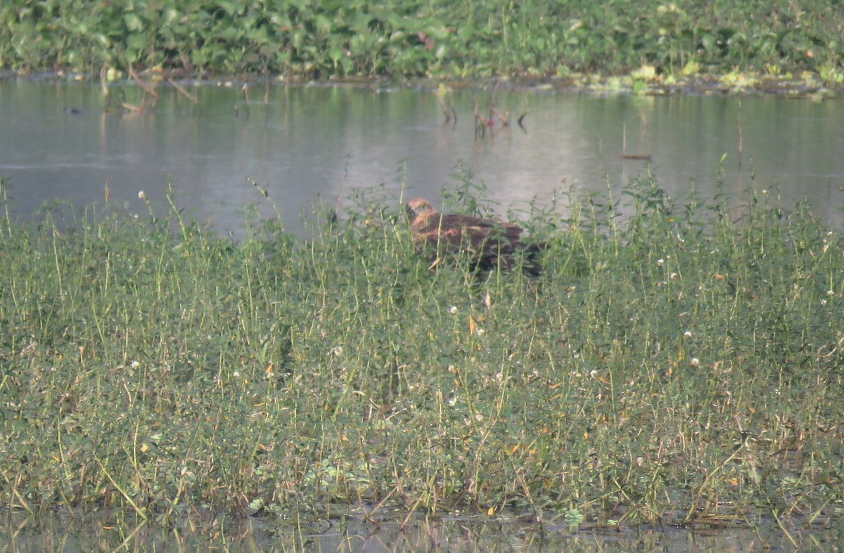 Western Marsh Harrier - ML646452230