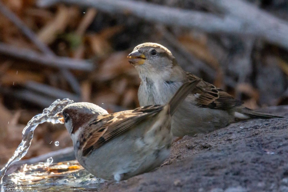House Sparrow - ML646452233