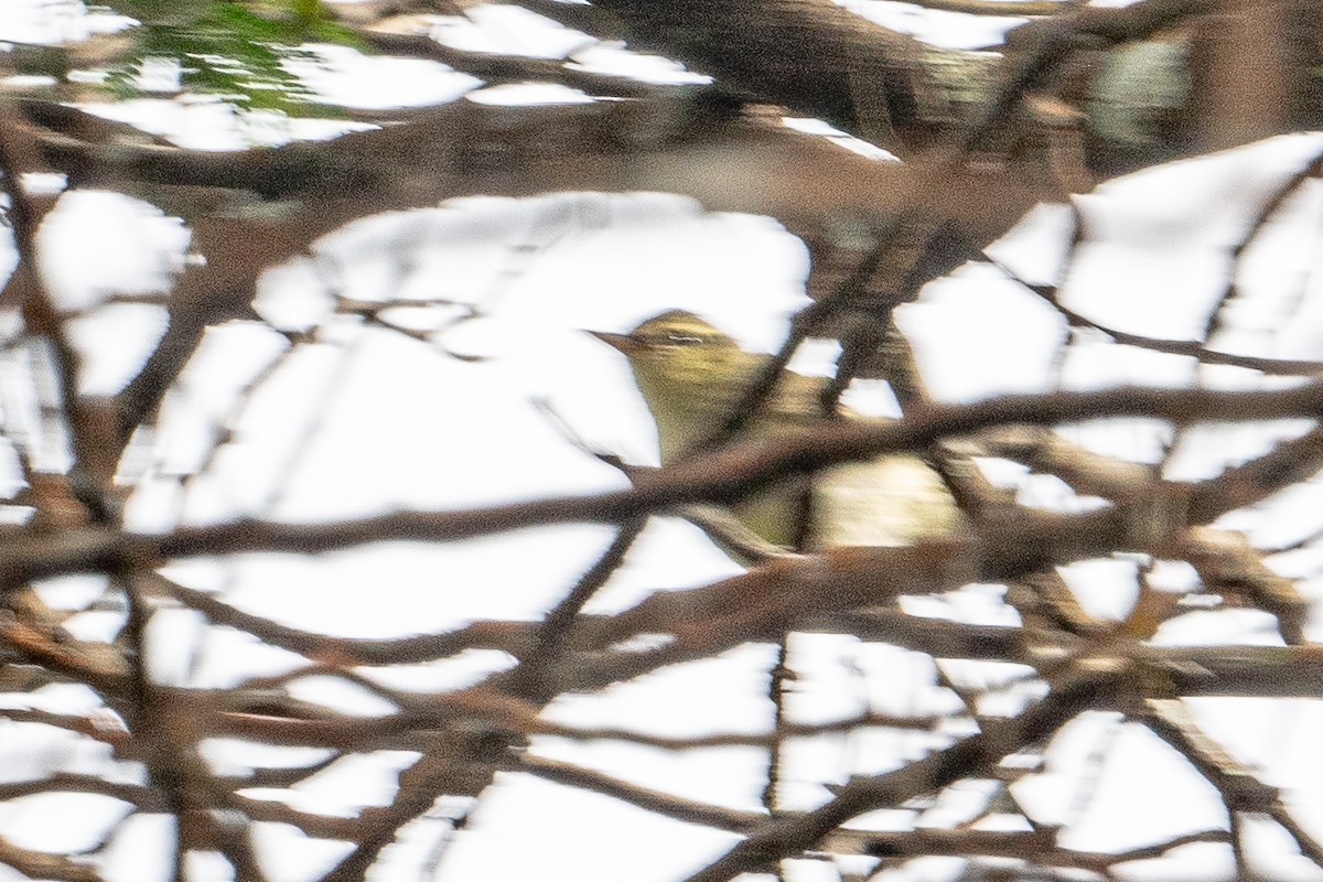 Large-billed Leaf Warbler - ML646452234