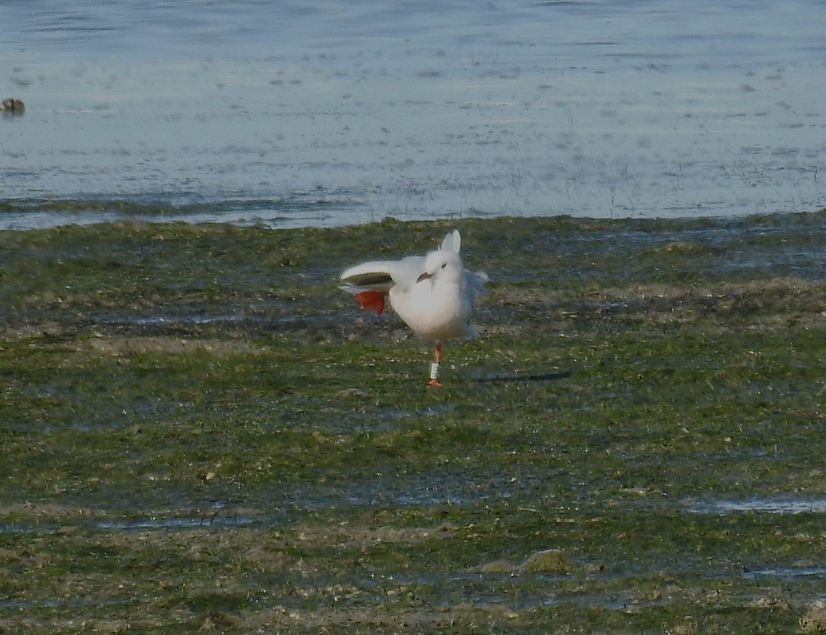 Slender-billed Gull - ML646452238